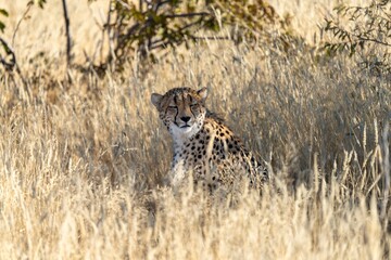 Cheetah in the grass