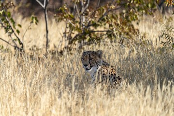 Cheetah in the grass