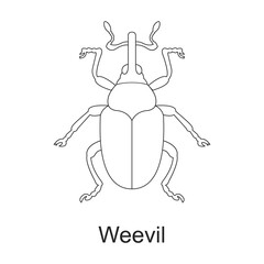 Beetle insect vector outline icon. Vector illustration bug insect on white background. Isolated outline illustration icon of beetle pest .