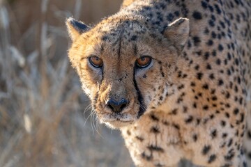 Angry cheetah