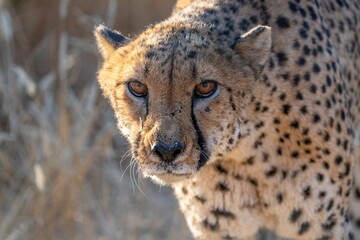 Fototapeta premium Angry cheetah