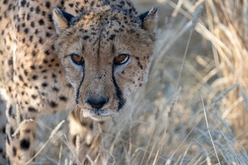 Angry cheetah