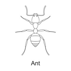 Beetle insect vector outline icon. Vector illustration bug insect on white background. Isolated outline illustration icon of beetle pest .