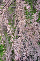 Obraz premium In the spring, tamarix grows in nature