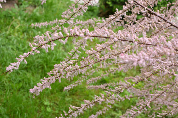 In the spring, tamarix grows in nature