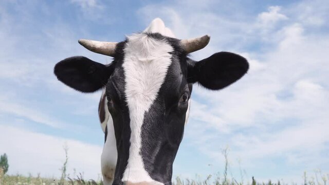 Black and White Dairy Cow Standing On Green Meadow Against Background Blue Sky With Clouds. Cow Looks Into Camera And Sniffs It 