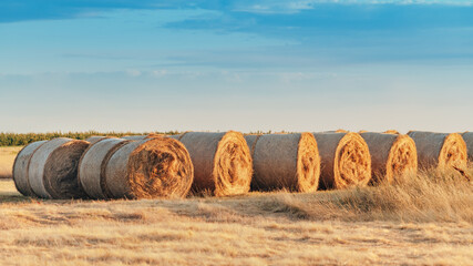 Large alfalfa hay bales in field in sunset, agriculture and farming concept
