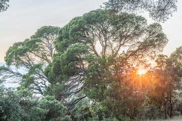 Rayons du coucher de soleil entre les branches d'un pin 