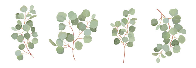 Eucalyptus vector watercolor floral set. Green leaf branches, Silver dollar greenery, natural leaves