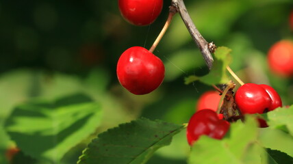 wiśnia, Cherry © jarizPJ