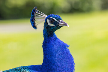 Peacock in Irton, Cumbria, Lake District
