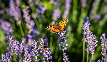 Naklejka premium butterfly on lavender