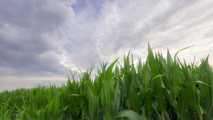 Kukurydza,.. Zielone pole kukurydzy na błękitnym tle chmurnego nieba. - obrazy, fototapety, plakaty