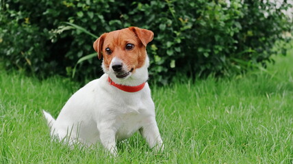 pies na tle kwiatów © jarizPJ