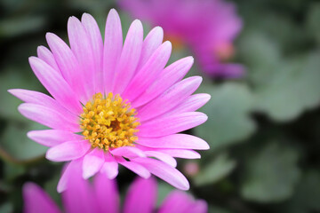 Obraz premium Closeup of a pink Cut Leaf Daisy growing
