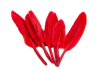 Elegant red many feathers isolated on the white background