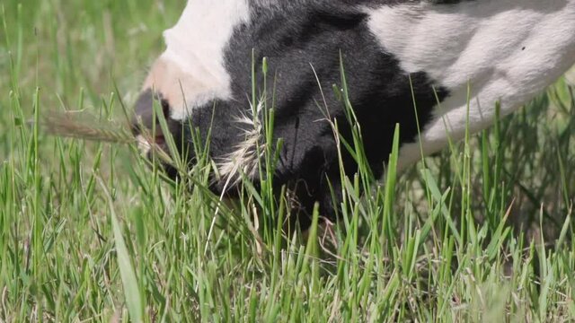 Black and White Dairy Cow Grazing in Pasture. Close-up of Cow's Jaw Biting off Grass in Field, Slow Motion.