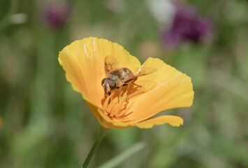 Biene auf einer orangen Blüte