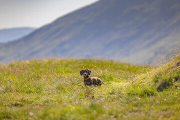 Miniature Dachshund in the Lake District, UK - 445939419