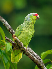 Red-lored Amazon or Red-lored Parrot - Amazona autumnalis, amazon parrot, native to tropical regions of the Americas, from Mexico south to Ecuador, green bird on the branch in the forest