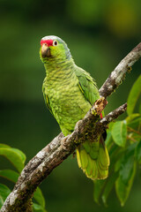 Red-lored Amazon or Red-lored Parrot - Amazona autumnalis, amazon parrot, native to tropical regions of the Americas, from Mexico south to Ecuador, green bird on the branch in the forest