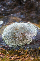 lichen on stone