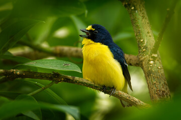 Naklejka premium Yellow-throated Euphonia - Euphonia hirundinacea bird in the Fringillidae family. It is found in Belize, Colombia, Costa Rica, El Salvador, Guatemala, Honduras, Mexico, Nicaragua, Panama