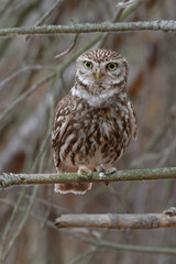Little Owl (Athene noctua) on a branch