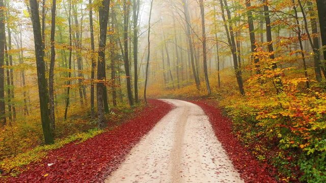 Autumn seasonal foggy forest road with falling leaves.