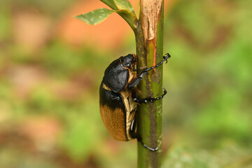 Elephant beetle - Megasoma elephas family Scarabaeidae and the subfamily Dynastinae, Neotropical rhinoceros beetles,  in southern Mexico, Central America and in South American rainforests