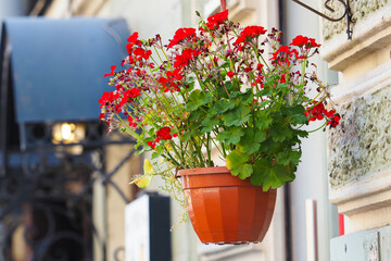 Pot with red blooming geranium hanging on city street. Geranium sanguineum