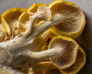 Closeup of mushrooms against grey background