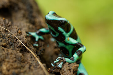 Dendrobates auratus - Green and black poison dart frog also green-and-black poison arrow frog and green poison frog, bright mint-green coloration, highly toxic animal