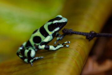 Dendrobates auratus - Green and black poison dart frog also green-and-black poison arrow frog and green poison frog, bright mint-green coloration, highly toxic animal