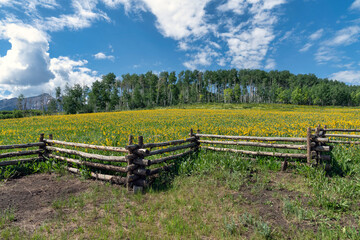 Fototapeta na wymiar Wildflowers in the countryside