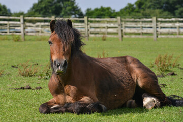 Overweight pony in the field, relaxing. 
