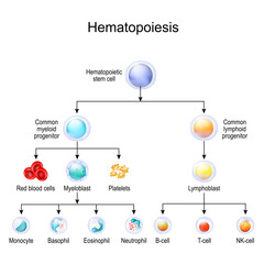 blood cell types. hematopoiesis
