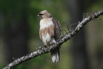 木の枝にとまるノスリ