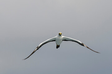 Flying gannet - large seabird with mainly white plumage