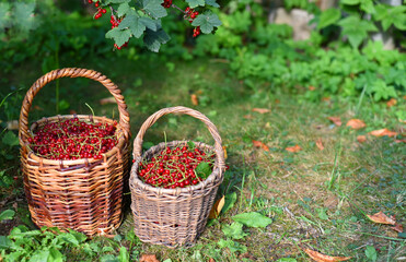 Fototapeta na wymiar Wicker baskets full of red currants stand on the grass under a currant bush, from the branches of which ripe berries hang. A natural product!