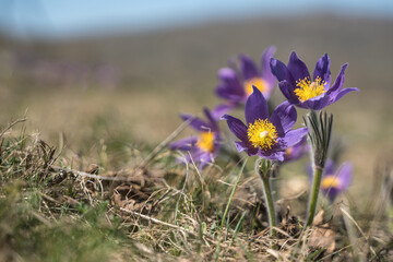 Purple spring flowers snowdrops on a background of mountains