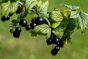 Branch of black currant close-up on a background of green grass.