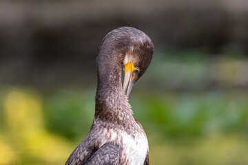 Cormorant, Phalacrocorax carbo, single bird cleans feathers