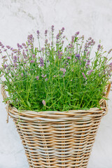 Lavender in a woven pot outside on a white background. Lavender in a pot for the garden