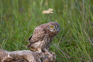 Owlet Little owl in natural habitat Athene noctua