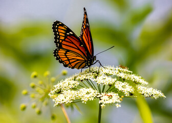 Monarch Butterfly sitting on Queen Anne's Lace on a sunny day