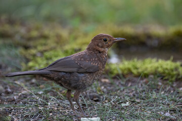 Obraz premium Juvenile blackbird, Turdus merula, in the wild