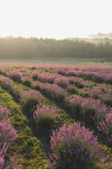 Fototapeta na wymiar Beautiful lavender field