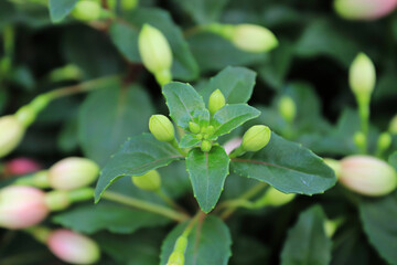 Tiny green flower buds on a fuchsia plant