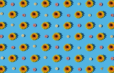 Pattern of sunflower on blue pastel background